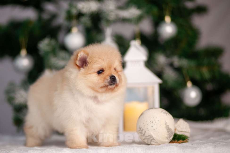 Собаки в Москве: Девочка померанского шпица Девочка, 40 000 руб. - фото 5