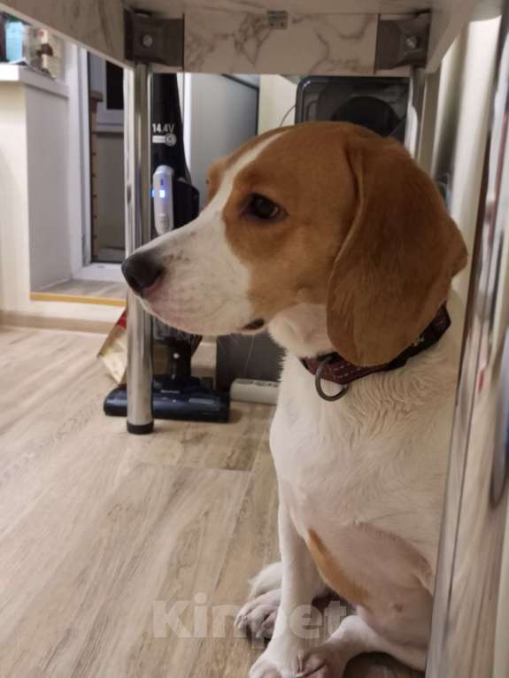 Собаки в Москве: Харти Девочка, Бесплатно - фото 2