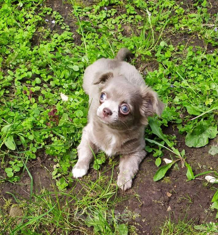 Собаки в Москве: Лиловая дш девочка чихуахуа  Девочка, 60 000 руб. - фото 4