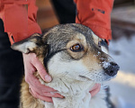 Собаки в Новосибирске: Собака Ласка ниже колена ищет дом Девочка, Бесплатно - фото 3
