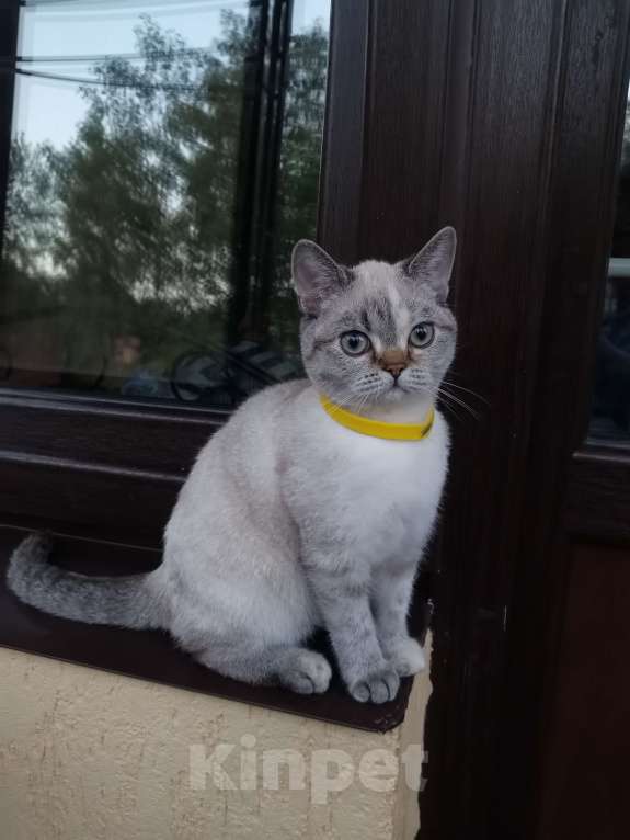 Кошки в Москве: Британские котята  Девочка, 15 000 руб. - фото 3