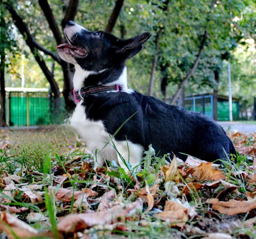 Собаки в Москве: Илюша Мальчик, 50 000 руб. - фото 3