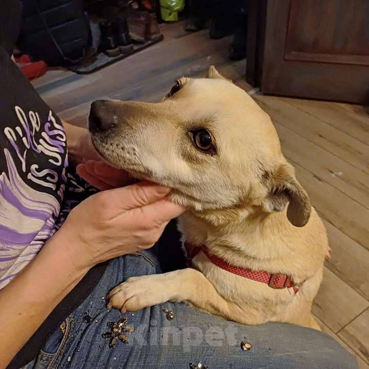 Собаки в Москве: Весёлая Горошинка ищет дом Девочка, 12 руб. - фото 5