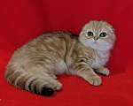 Кошки в Москве: Золотая мраморная вислоухая кошечка Девочка, 20 000 руб. - фото 4