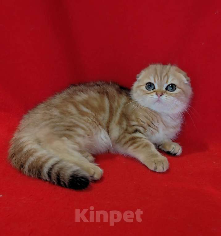 Кошки в Москве: Золотая мраморная вислоухая кошечка Девочка, 20 000 руб. - фото 4