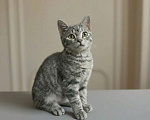 Кошки в Казани: Котенок мальчик Мальчик, Бесплатно - фото 1
