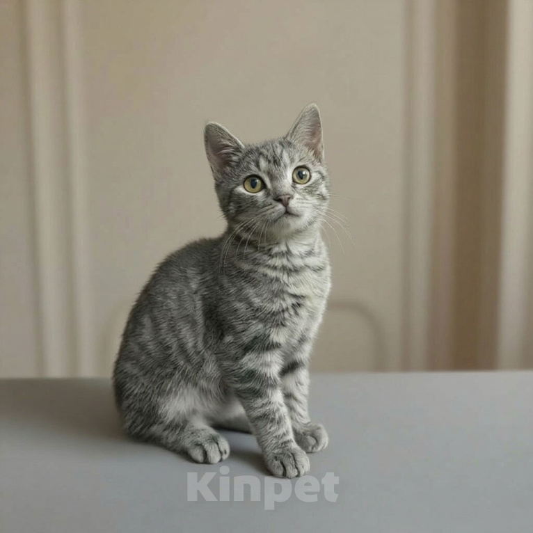Кошки в Казани: Котенок мальчик Мальчик, Бесплатно - фото 1