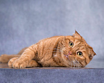 Кошки в Москве: Рыжая вислоухая кошечка Манго в добрые руки Девочка, Бесплатно - фото 1