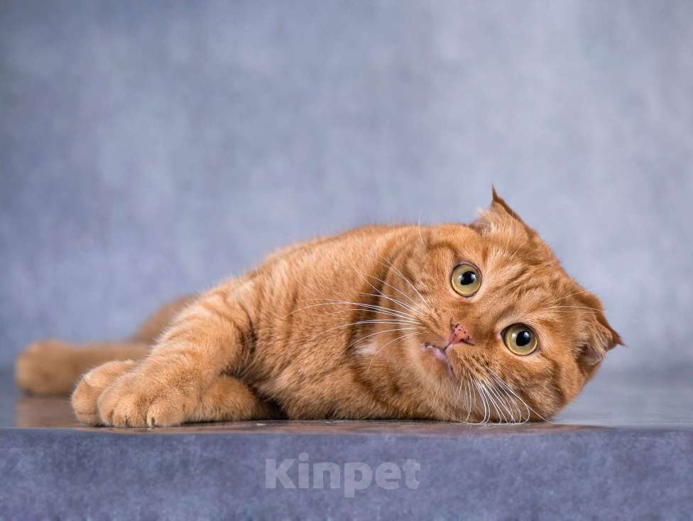 Кошки в Москве: Рыжая вислоухая кошечка Манго в добрые руки Девочка, Бесплатно - фото 1