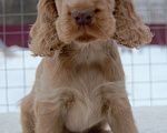 Собаки в Зеленограде: Английского кокер спаниеля щенки Мальчик, 30 000 руб. - фото 3