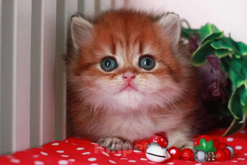 Кошки в Москве: Золотой котик с документами  Мальчик, 25 000 руб. - фото 4