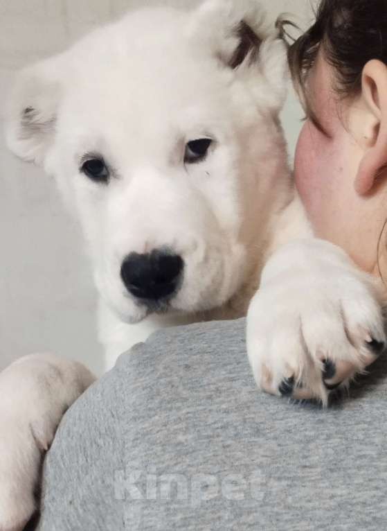 Собаки в Перми: Щенки САО  Мальчик, Бесплатно - фото 3