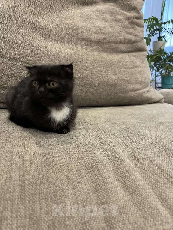 Кошки в других городах Самарской области: Шотландские котята прямоухие Мальчик, 1 500 руб. - фото 4