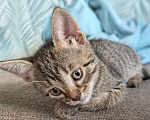 Кошки в Казани: Котенок от русской голубой с коротким хвостиком Девочка, Бесплатно - фото 1