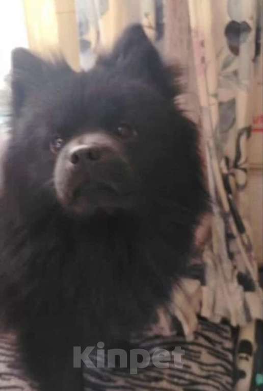 Собаки в Казани: Мини чау-чау Девочка, 6 000 руб. - фото 2