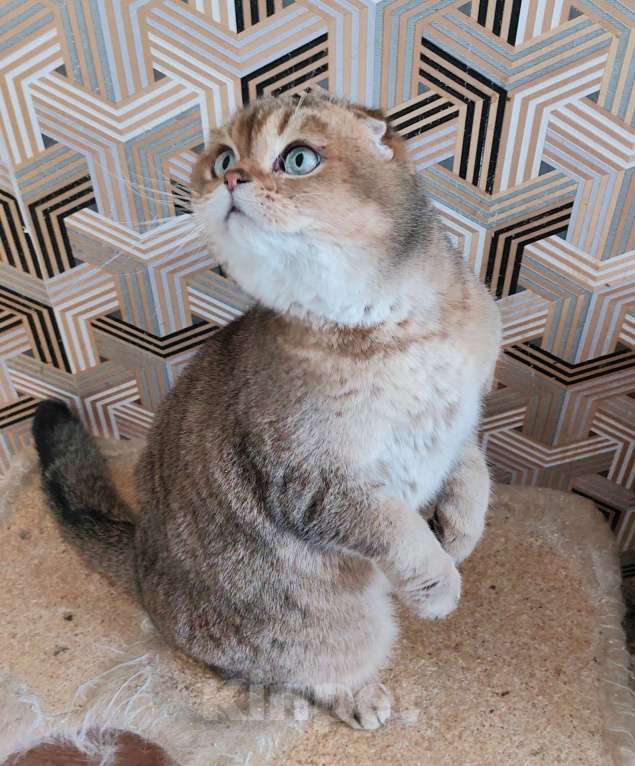 Кошки в Екатеринбурге: Скоттиш фолд .котик в любимцы Мальчик, 25 000 руб. - фото 2