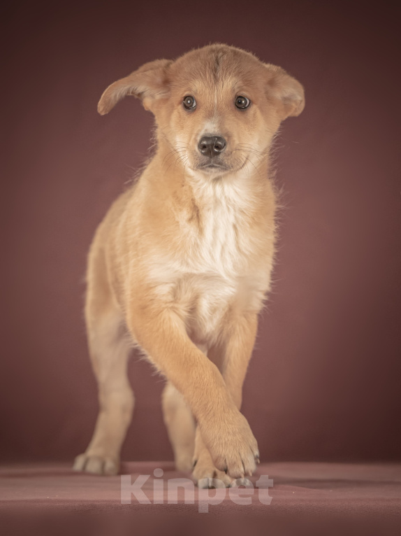 Собаки в Клине: Вьенто — задорный исследователь, который готов составить вам компанию где и когда угодно Мальчик, Бесплатно - фото 6