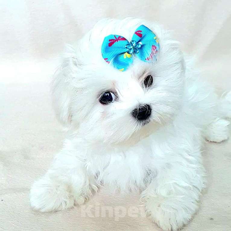 Собаки в Зеленограде: Мальтезе мальтийская болонка мальчик Мальчик, 100 000 руб. - фото 3
