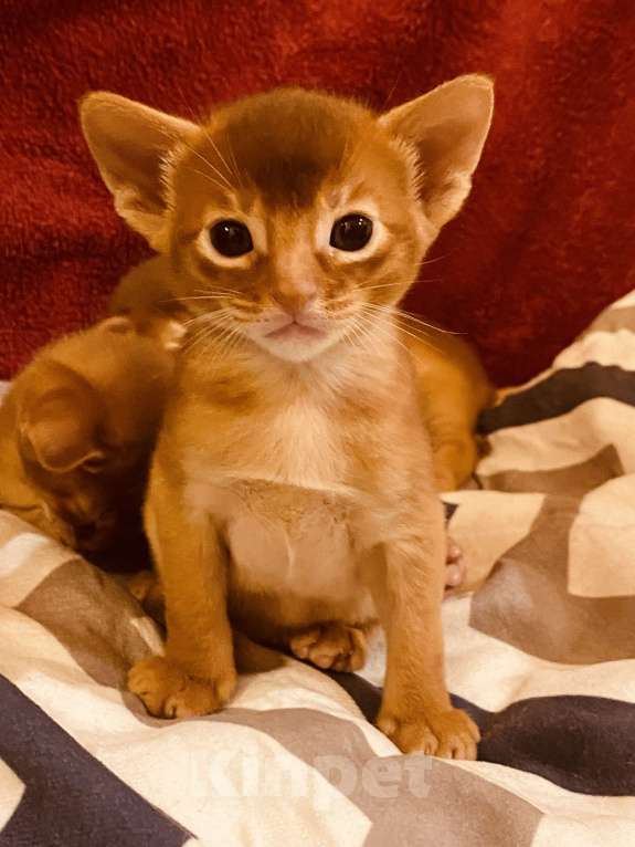 Кошки в Сочи: Абиссинский котик  Мальчик, 60 000 руб. - фото 2