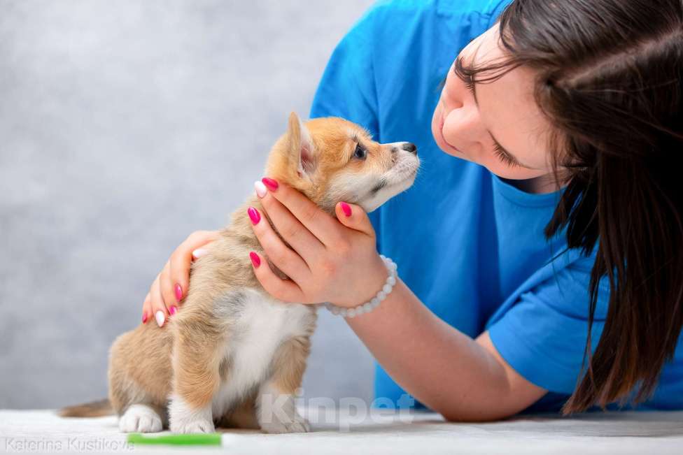 Собаки в Москве: Щенок вельш-корги пемброк 3 месяца Мальчик, 55 000 руб. - фото 4