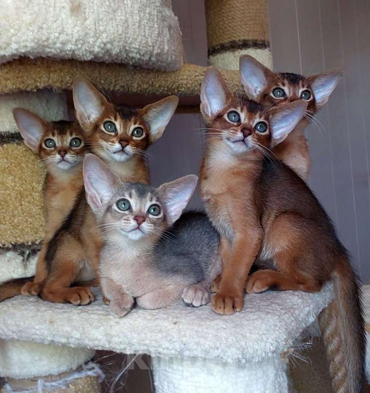 Кошки в Москве: Абиссинские котята  Девочка, Бесплатно - фото 1