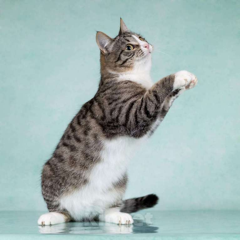 Кошки в Москве: Котики Тоша и Таша в добрые руки Мальчик, Бесплатно - фото 7