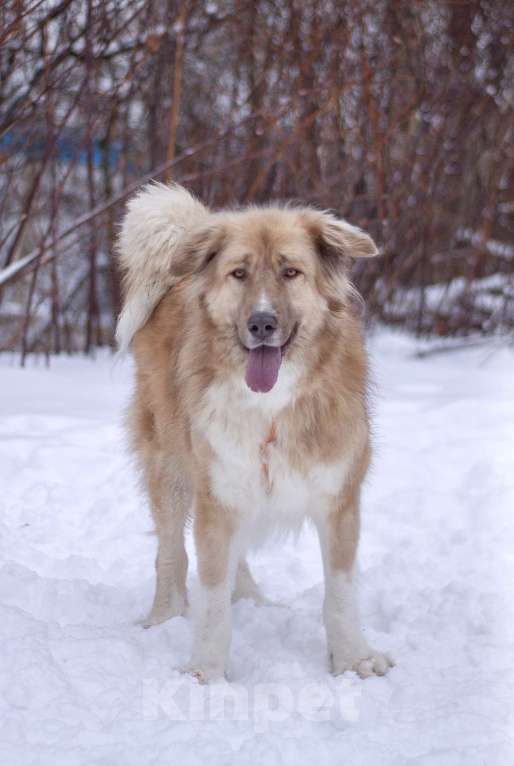 Собаки в Москве: Невероятно красивый и добрый Барни в добрые руки Мальчик, Бесплатно - фото 4