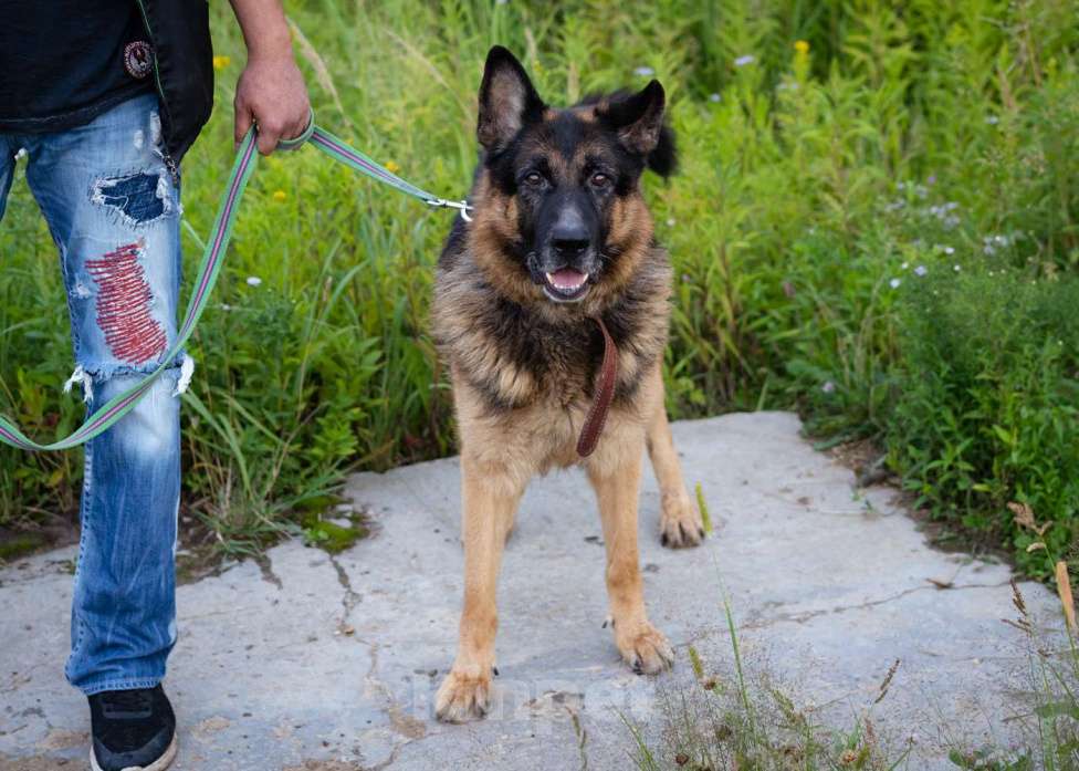 Собаки в Москве: Немецкая овчарка в добрые руки Мальчик, Бесплатно - фото 4