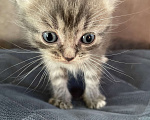 Кошки в Ногинске: Котята от британской кошки , 1 руб. - фото 3