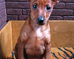 Собаки в Краснодаре: Чудо Цвергпинчеры, 20 000 руб. - фото 5