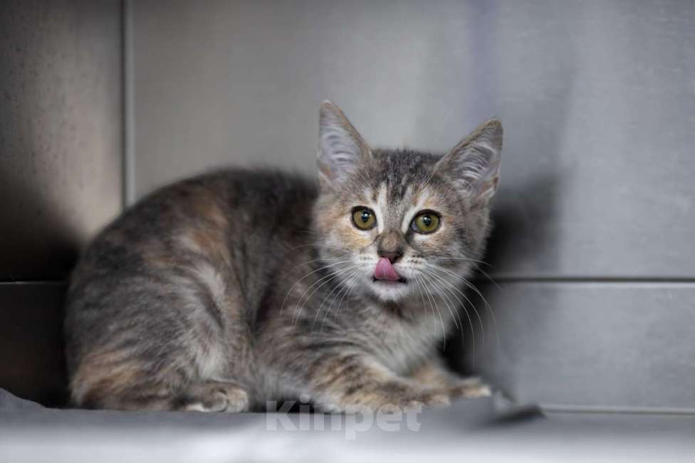 Кошки в Москве: Пиклс Мальчик, Бесплатно - фото 3