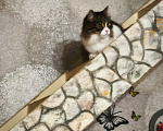Кошки в Москве: Котик Милан ищет дом! Мальчик, Бесплатно - фото 6