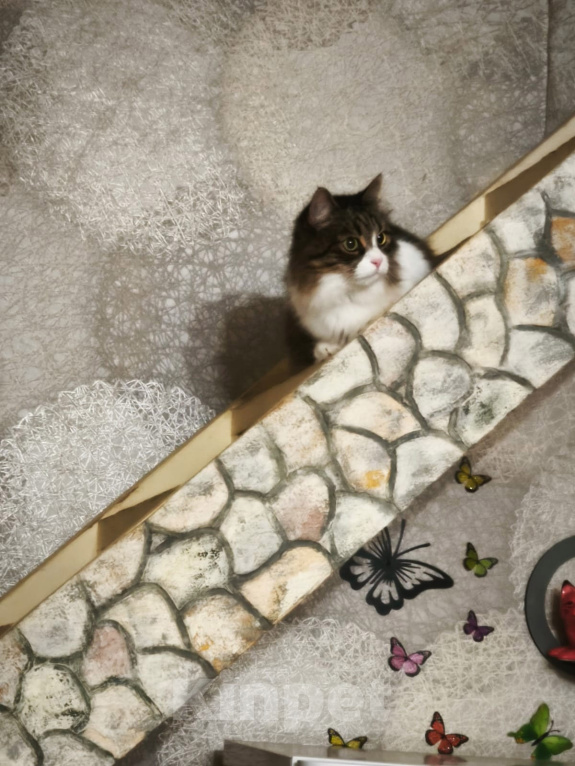 Кошки в Москве: Котик Милан ищет дом! Мальчик, Бесплатно - фото 6