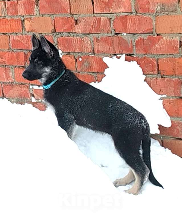 Собаки в других городах Краснодарского края: Щенки Восточноевропейской овчарки  Девочка, 60 000 руб. - фото 5