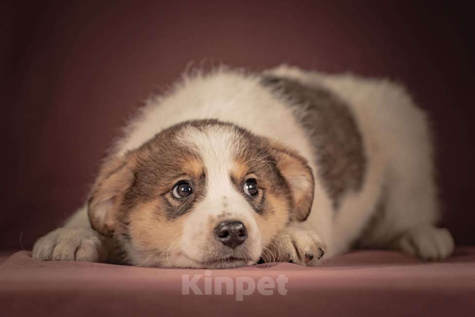 Собаки в Клине: Буэно — ласковый медвежонок с глазами-пуговками, который станет самым преданным и любимым питомцем Мальчик, Бесплатно - фото 2