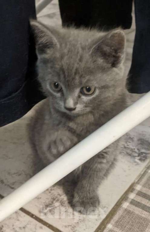 Кошки в Мытищах: Очаровательные серые Шотландцы Мальчик, Бесплатно - фото 2
