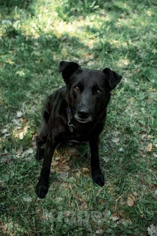 Собаки в Москве: Добрый пес Дрэйк в добрые руки. Мальчик, Бесплатно - фото 7