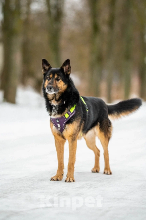 Собаки в Москве: Красавчик Арчи Мальчик, Бесплатно - фото 5