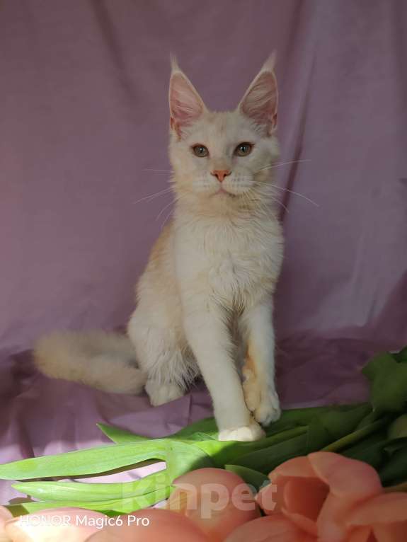 Кошки в Воронеже: Девочка мейн кун Девочка, 30 000 руб. - фото 1