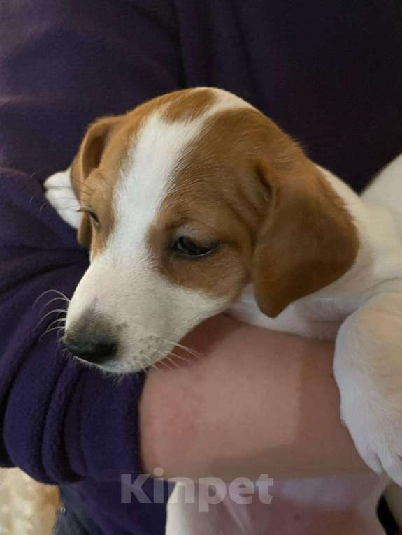 Собаки в Твери: Щенки Девочка, 20 000 руб. - фото 2