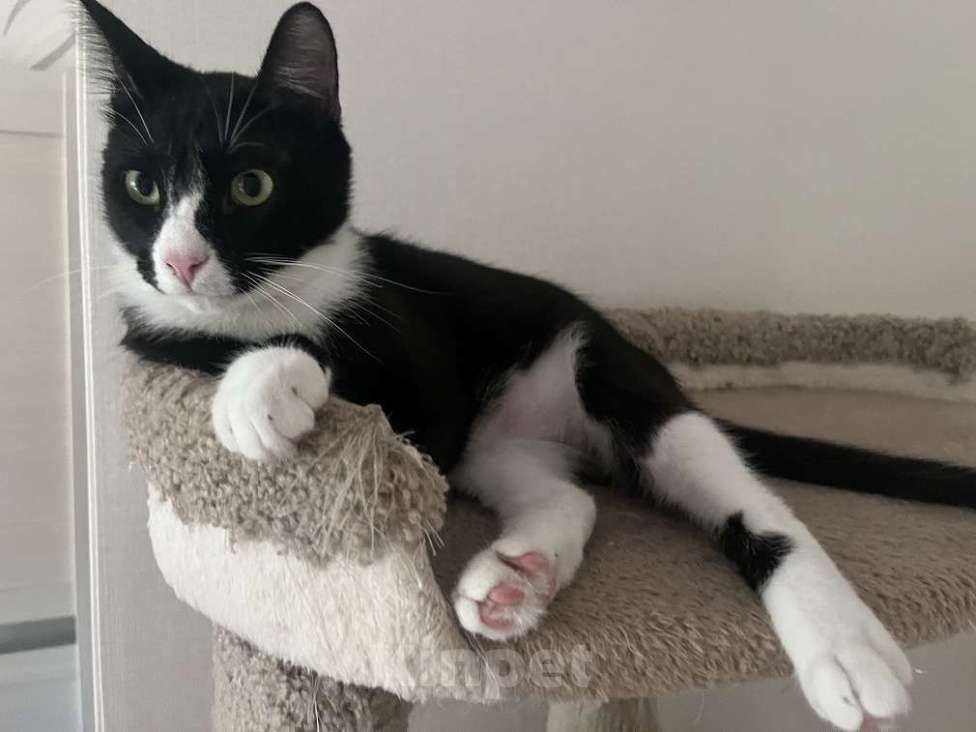 Кошки в Москве: Добрый и ласковый котик Маркиз ищет дом! Мальчик, Бесплатно - фото 5