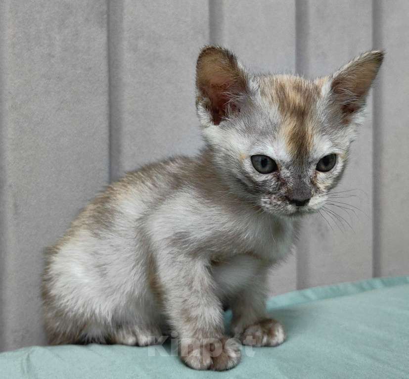 Кошки в Санкт-Петербурге: Бурманские котята девочки Девочка, 23 000 руб. - фото 9