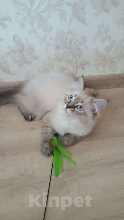 Кошки в Санкт-Петербурге: Невский маскарадный котенок Мальчик, 45 000 руб. - фото 2