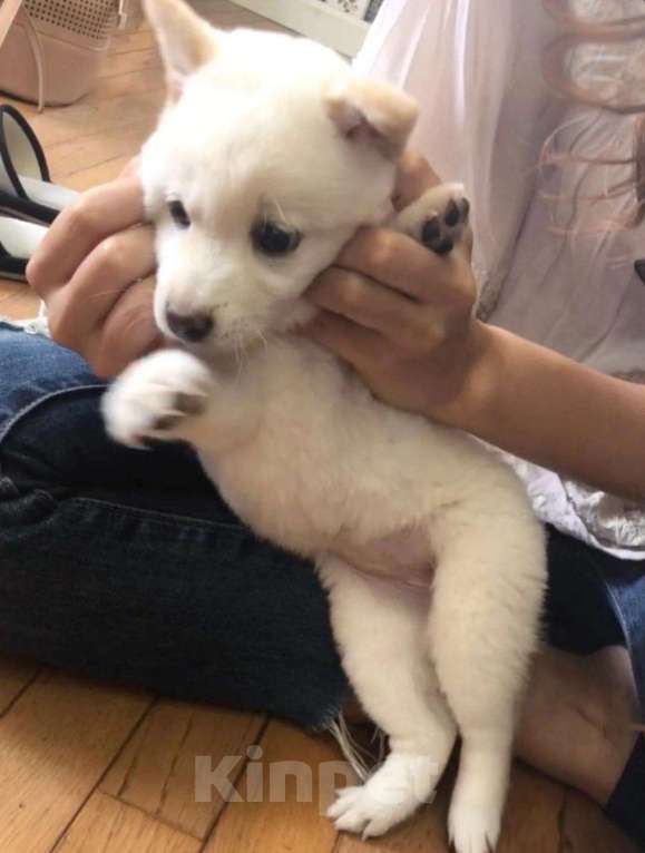 Собаки в Москве: Щенок сиба ину Девочка, 16 000 руб. - фото 3