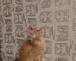 Кошки в Омске: Выбери себе в любимцы  Мальчик, 30 000 руб. - фото 3