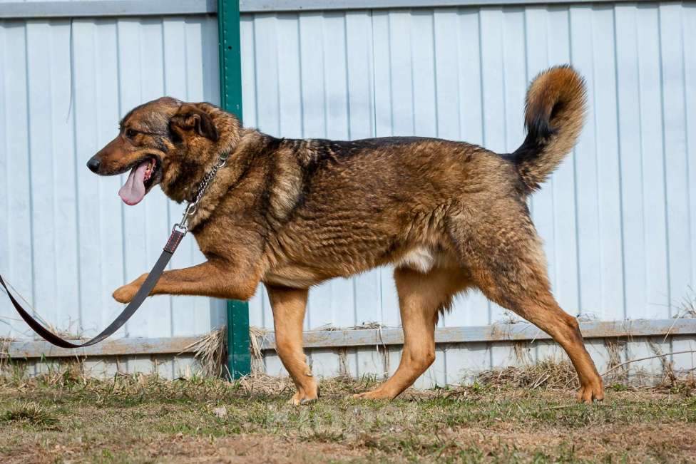 Собаки в Москве: Валик Мальчик, Бесплатно - фото 16