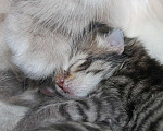 Кошки в Новом Ладоге: Предлагаются клубные сибирские котята мальчик/девочка Девочка, Бесплатно - фото 10