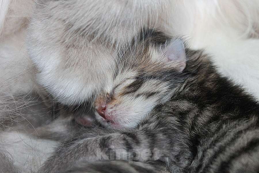 Кошки в Волхове: Сибирские котята клубные с документами и вакцинациями Девочка, Бесплатно - фото 10