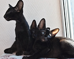 Кошки в Москве: ориентальные котята -самые лучшие ребята Разнополые, 35 000 руб. - фото 1