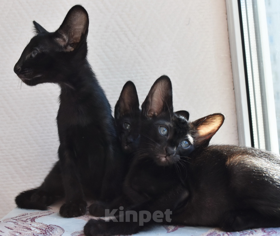 Кошки в Москве: ориентальные котята -самые лучшие ребята Разнополые, 35 000 руб. - фото 1